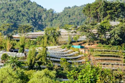 Flower farm