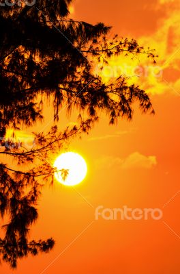 Silhouette sunset