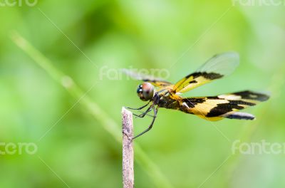 Black and yellow dragonfly