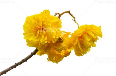 Yellow flowers of Cochlospermum Regium on white background