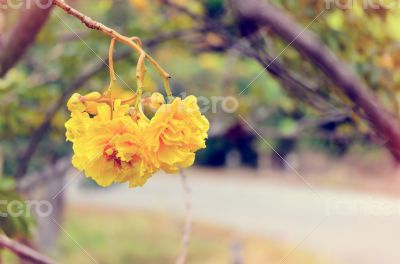 Vintage yellow flowers of Cochlospermum Regium