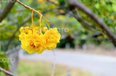 Yellow flowers of Cochlospermum Regium
