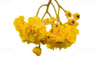 Yellow flowers of Cochlospermum Regium on white background