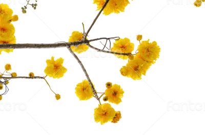 Yellow flowers of Cochlospermum Regium on white background