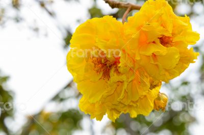 Yellow flowers of Cochlospermum Regium