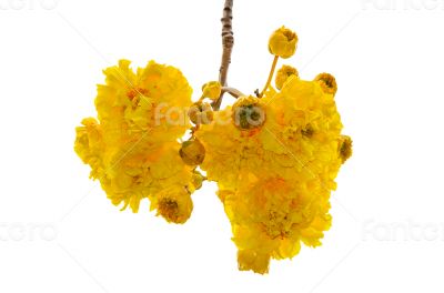 Yellow flowers of Cochlospermum Regium on white background