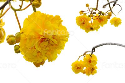 Yellow flowers of Cochlospermum Regium on white background