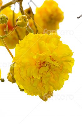 Yellow flowers of Cochlospermum Regium on white background