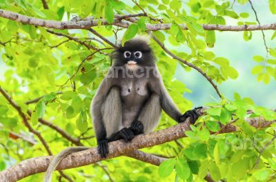 Dusky leaf monkey or Trachypithecus obscurus on tree