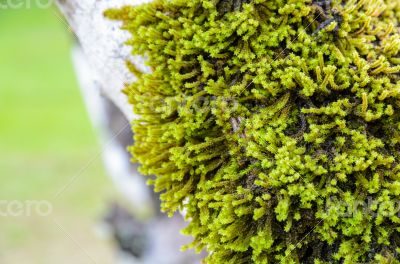 Close up moss on the tree