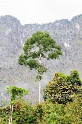 Tall trees in the forest