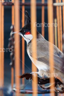 Bird in the cage