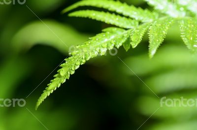 Rain drops on fern leaf