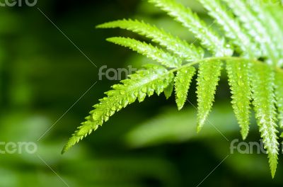 Rain drops on fern leaf