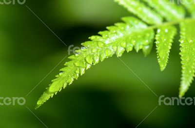Rain drops on fern leaf