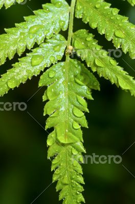 Rain drops on fern leaf