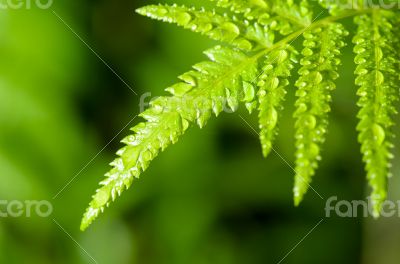 Rain drops on fern leaf