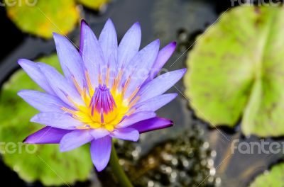 Purple Lotus flower ( Nymphaea Nouchali )