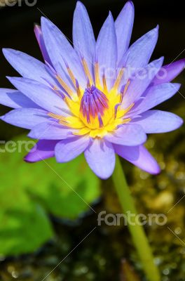 Purple Lotus flower ( Nymphaea Nouchali )