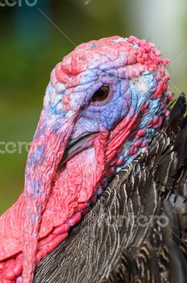 Closeup head of male wild turkey