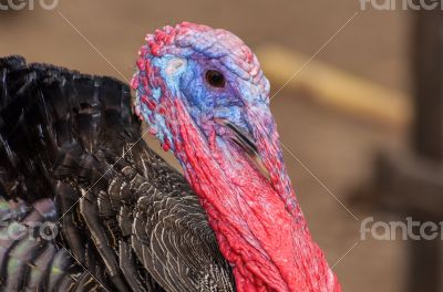 Closeup head of male wild turkey