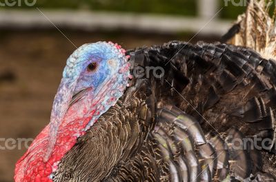 Male wild turkey