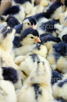 Chicks for sale