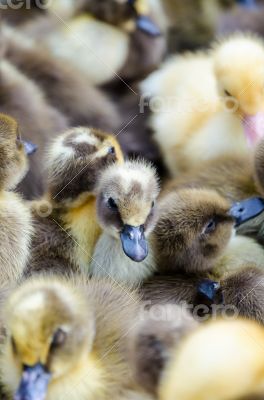 Ducklings for sale