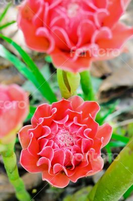 Torch Ginger ( Etlingera elatior )