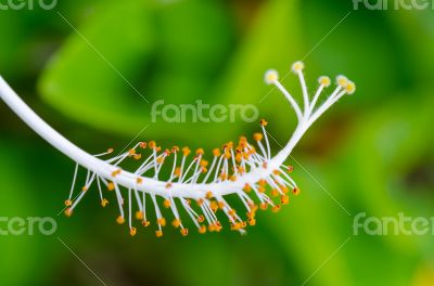 White carpel of the Hibiscus flowers