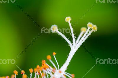 White carpel of the Hibiscus flowers