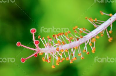 Red carpel of the Hibiscus flowers
