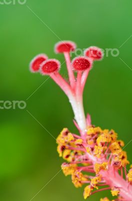 Red carpel of the Hibiscus flowers