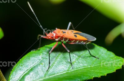 Red Cotton Bug (Dysdercus cingulatus)