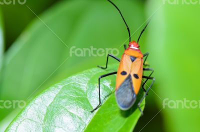 Red Cotton Bug (Dysdercus cingulatus)