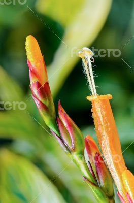 Flowers of Sanchezia