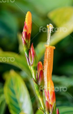Flowers of Sanchezia
