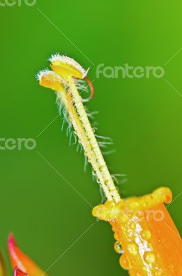 Flowers of Sanchezia