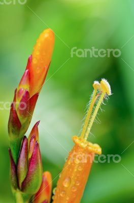 Flowers of Sanchezia