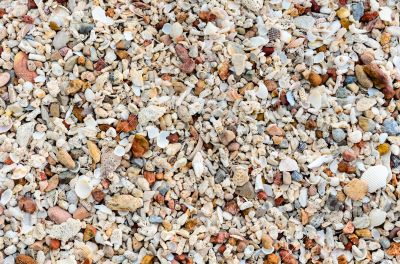 Old Shells and stone on the beach