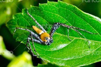 Yellow Lynx Spider  ( Oxyopes Quadrifasciatus )