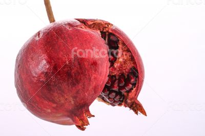 Macro and open Pomegranate