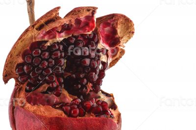 Open and Macro Pomegranate