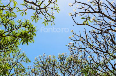 Frangipani ( Plumeria ) trees are blossom