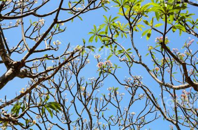 Frangipani ( Plumeria ) trees are blossom