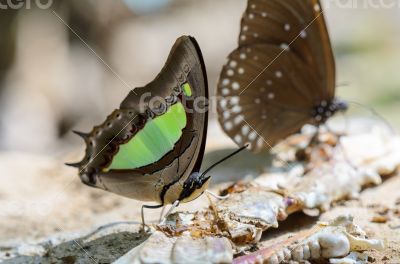 Common Nawab butterfly (Polyura athamas)