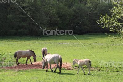 tarpans on a meadow