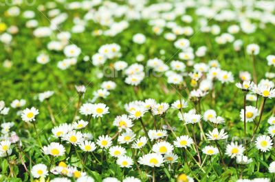 chamomile flowers field 