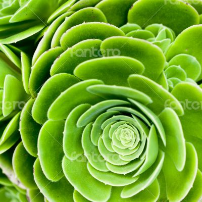 succulent plant 