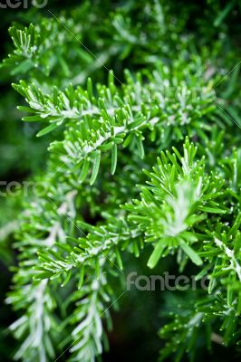 rosemary herb 
